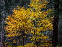 Leuchtender Herbstbaum im dunklen Wald nahe Bärnsee Aschau